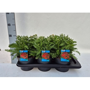 Achillea millef.