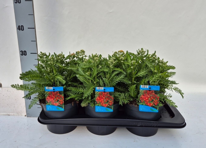 <h4>Achillea millef.</h4>