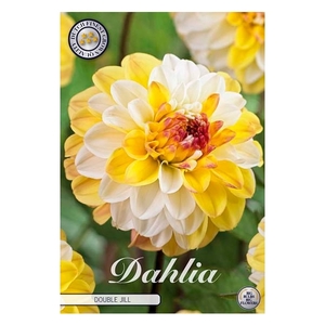 Dahlia Double Jill x1 l