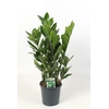 Zamioculcas zamiifolia