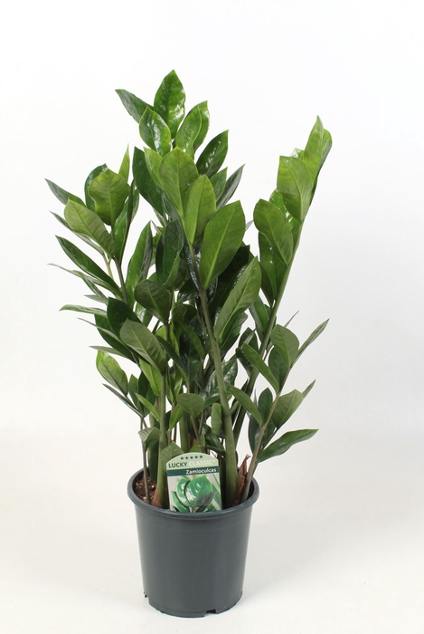 Zamioculcas zamiifolia