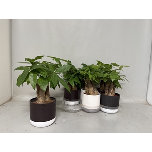 PACHIRA AQUATICA