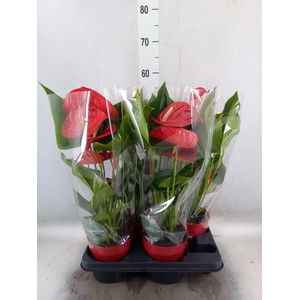 Anthurium andr. 'Minnesota'