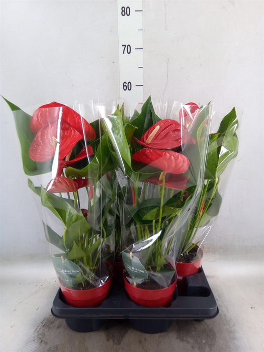 <h4>Anthurium andr. 'Minnesota'</h4>