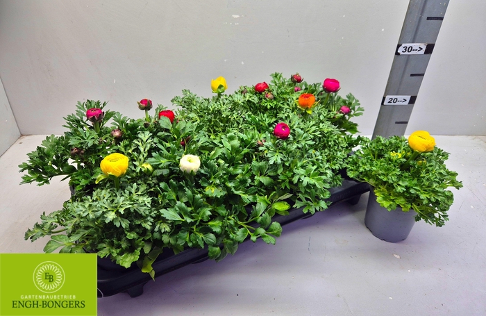 <h4>RANUN SPRINK GEM</h4>