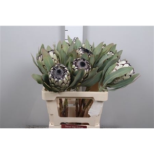 Protea Barbigera Snow Leopard