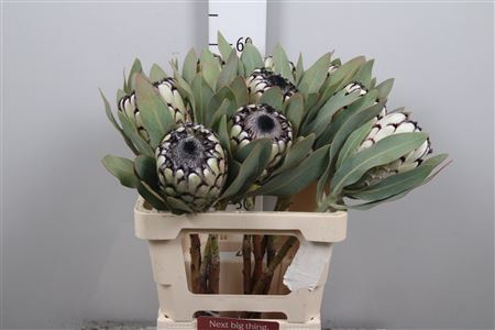 <h4>Protea Barbigera Snow Leopard</h4>