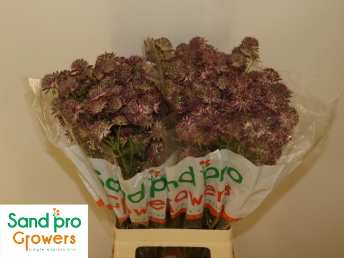 <h4>ASTR MAG MELINDA</h4>