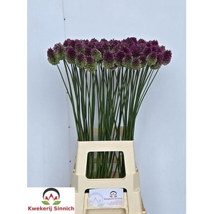 ALLIUM SPHAEROCEPHAL