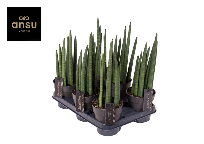 <h4>Sansevieria Mohawk P12</h4>