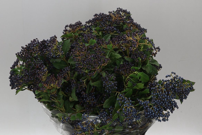 <h4>Viburnum Berries Blue</h4>
