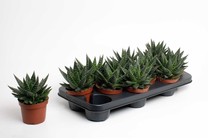 <h4>Gasteria Apollo</h4>