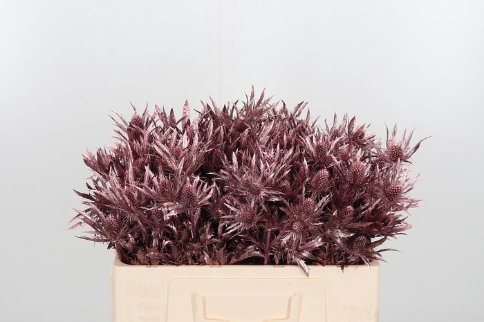 Eryn Orion Kl Bh Rose Goud