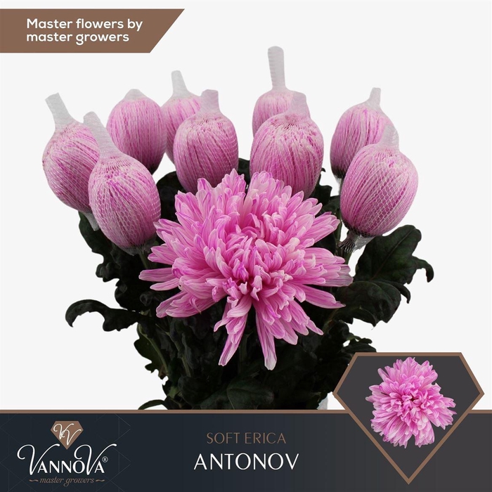 <h4>Chr G Antonov Soft Erica</h4>