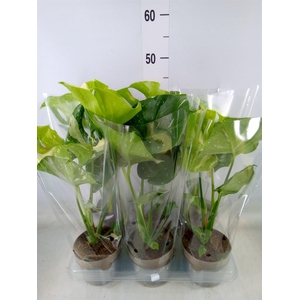 Monstera delic. 'Thai Constellatio'