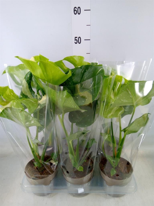 <h4>Monstera delic. 'Thai Constellatio'</h4>
