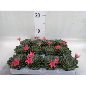 Graptopetalum tacitus   ...bloeiend