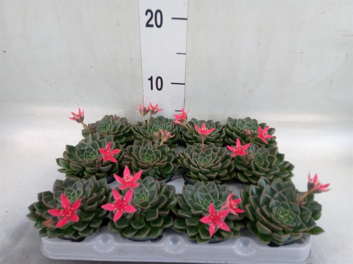 <h4>Graptopetalum tacitus   ...bloeiend</h4>