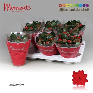 Kalanchoe Moments - Red