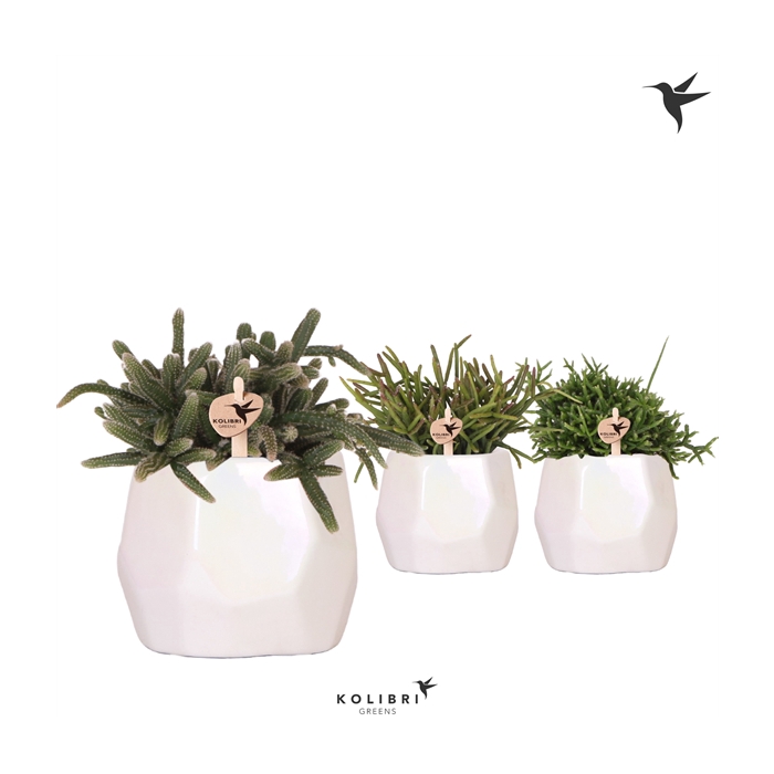 <h4>Kolibri Greens Rhipsalis mix in Pearl pot travertine</h4>