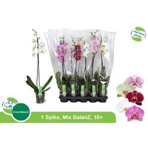 PHAL GEM