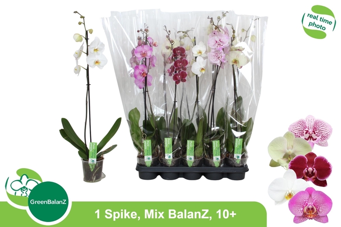 <h4>PHAL GEM</h4>