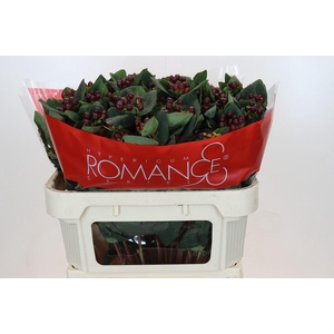 Hypericum Rocky Romance Spray