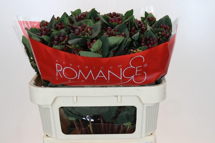 Hypericum Rocky Romance Spray