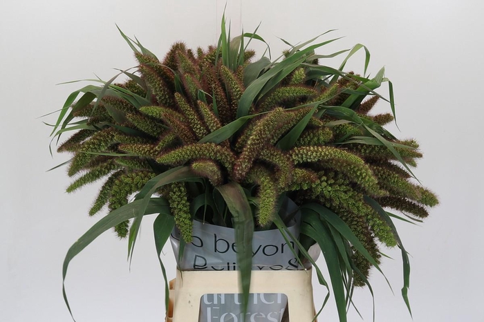 <h4>Setaria Italica Red Jewel</h4>