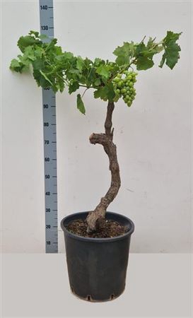 Vitis Vinifera