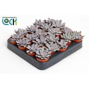 Echeveria Monica