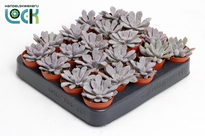 <h4>Echeveria Monica</h4>