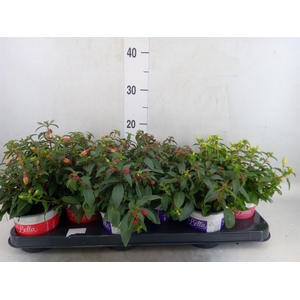 Fuchsia  'Bella Fuchsia'  ..mix