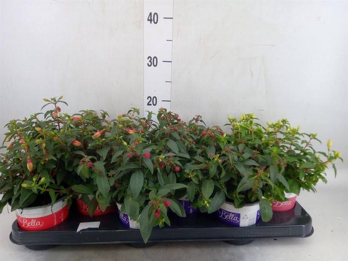 <h4>Fuchsia  'Bella Fuchsia'  ..mix</h4>