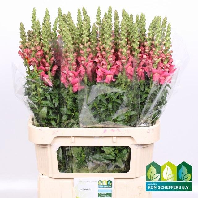 <h4>ANTIR COOL ROSE</h4>