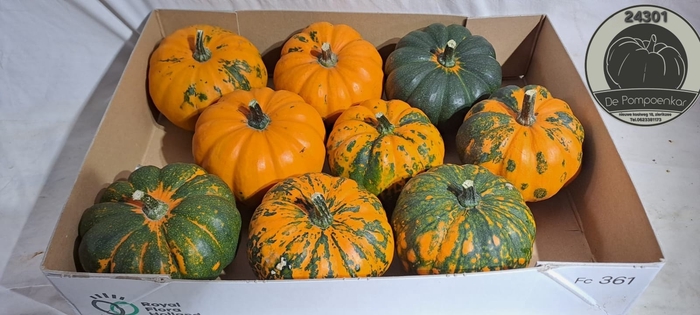 <h4>CUCURBITA</h4>