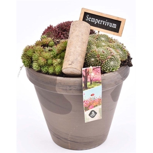 Bloempot 18cm Chocolade