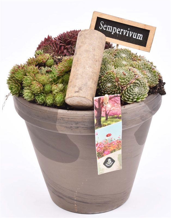 <h4>Bloempot 18cm Chocolade</h4>