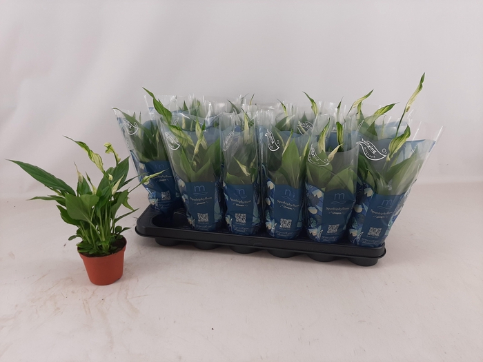 <h4>SPATH CHOPIN</h4>