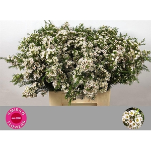 CHAME UN EVE