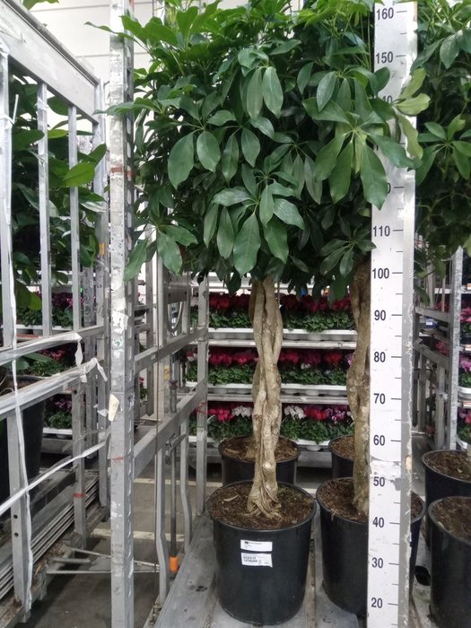 <h4>Schefflera arbor. 'Compacta'</h4>