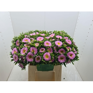 CALLIS MATS PINK