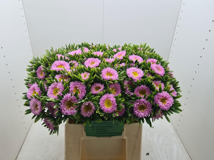 <h4>CALLIS MATS PINK</h4>