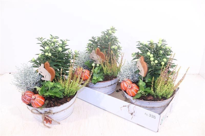 <h4>ARR TUINPLANTEN</h4>