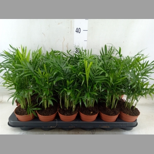 Chamaedorea elegans
