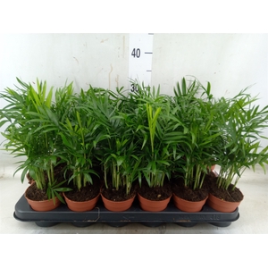 Chamaedorea elegans