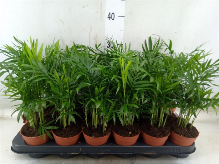 <h4>Chamaedorea elegans</h4>