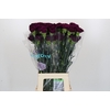 Dianthus St Florigene Moontea