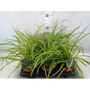 Chlorophytum  'Atlantic'