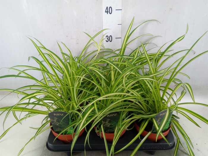 <h4>Chlorophytum  'Atlantic'</h4>